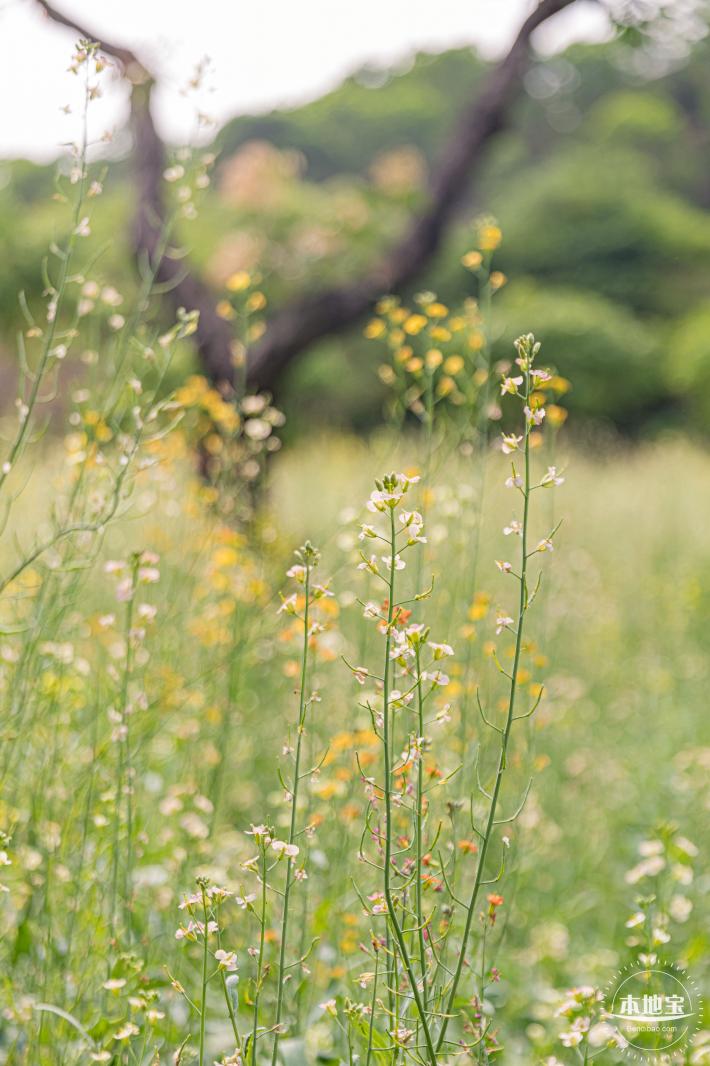 西丽生态公园油菜花