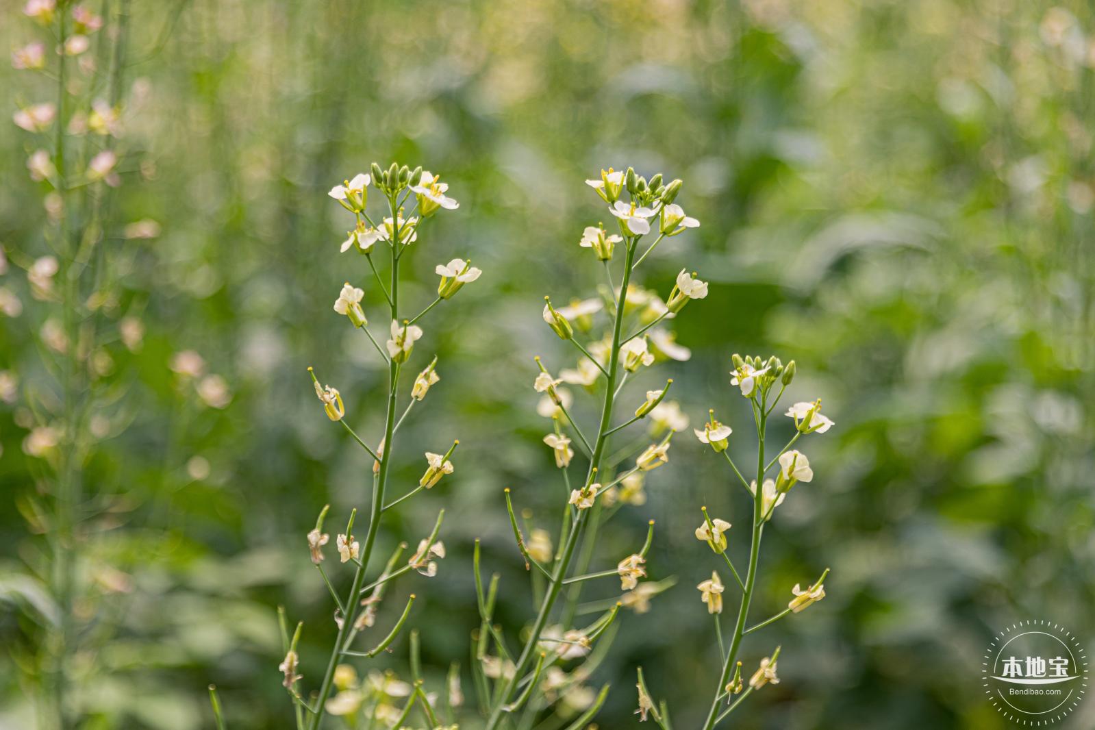 西丽生态公园油菜花