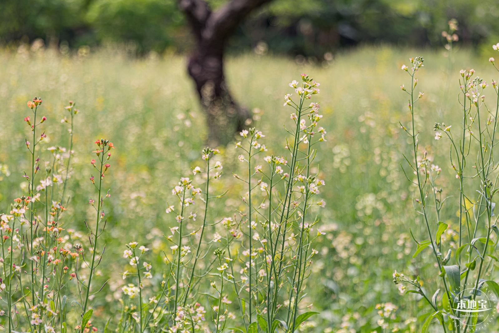 西丽生态公园油菜花