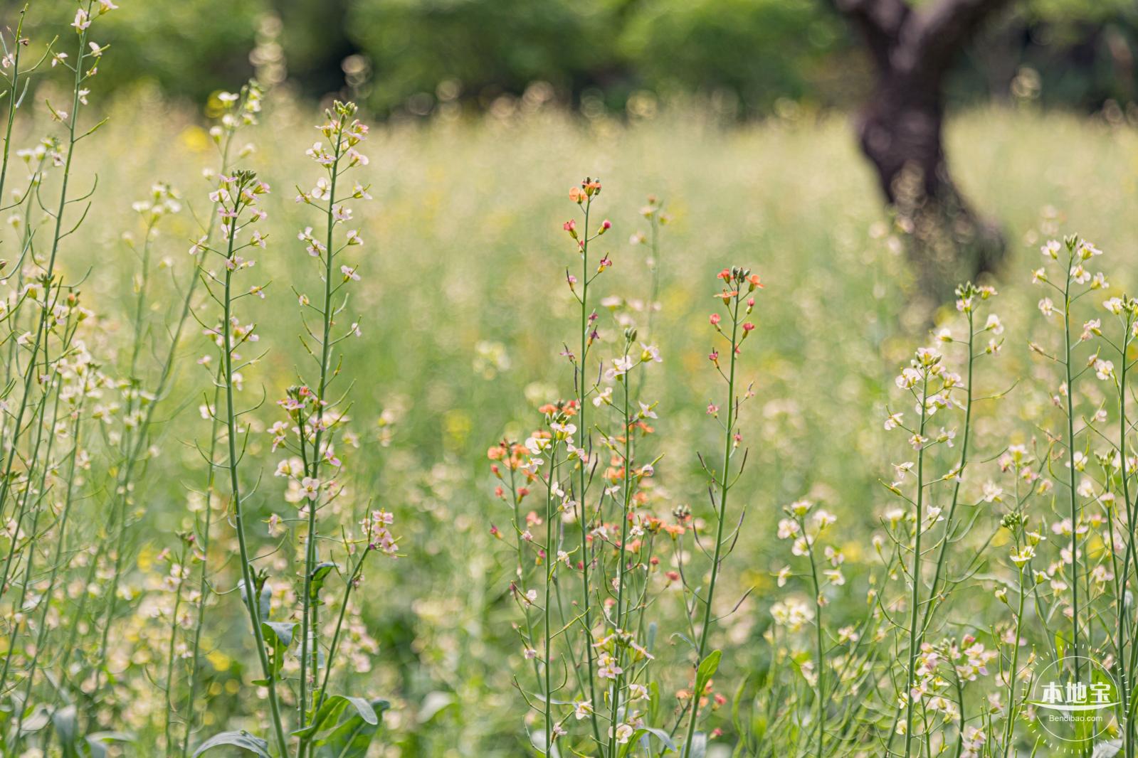 西丽生态公园油菜花