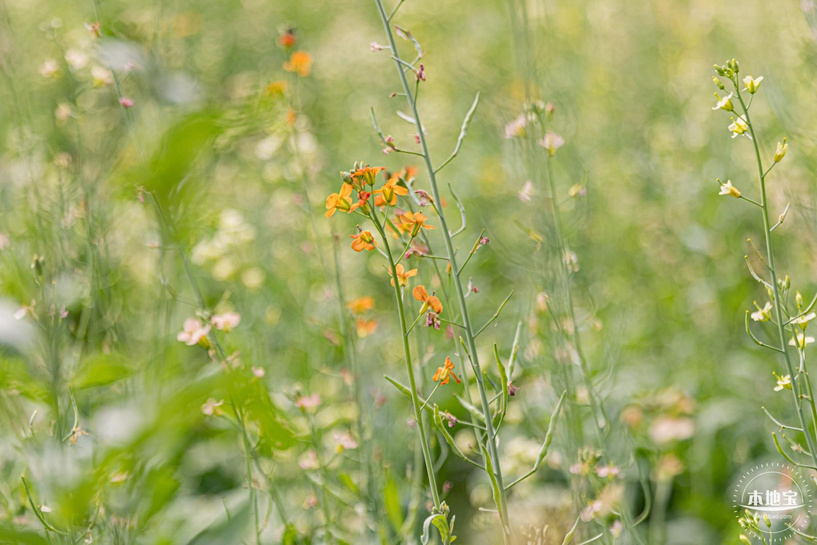 西丽生态公园油菜花
