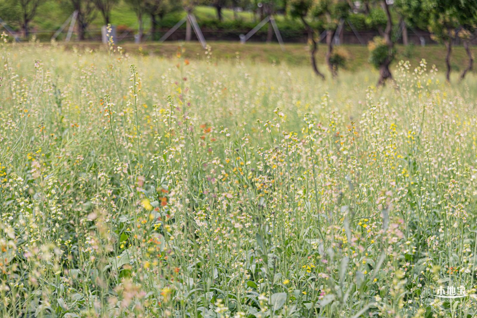 西丽生态公园油菜花