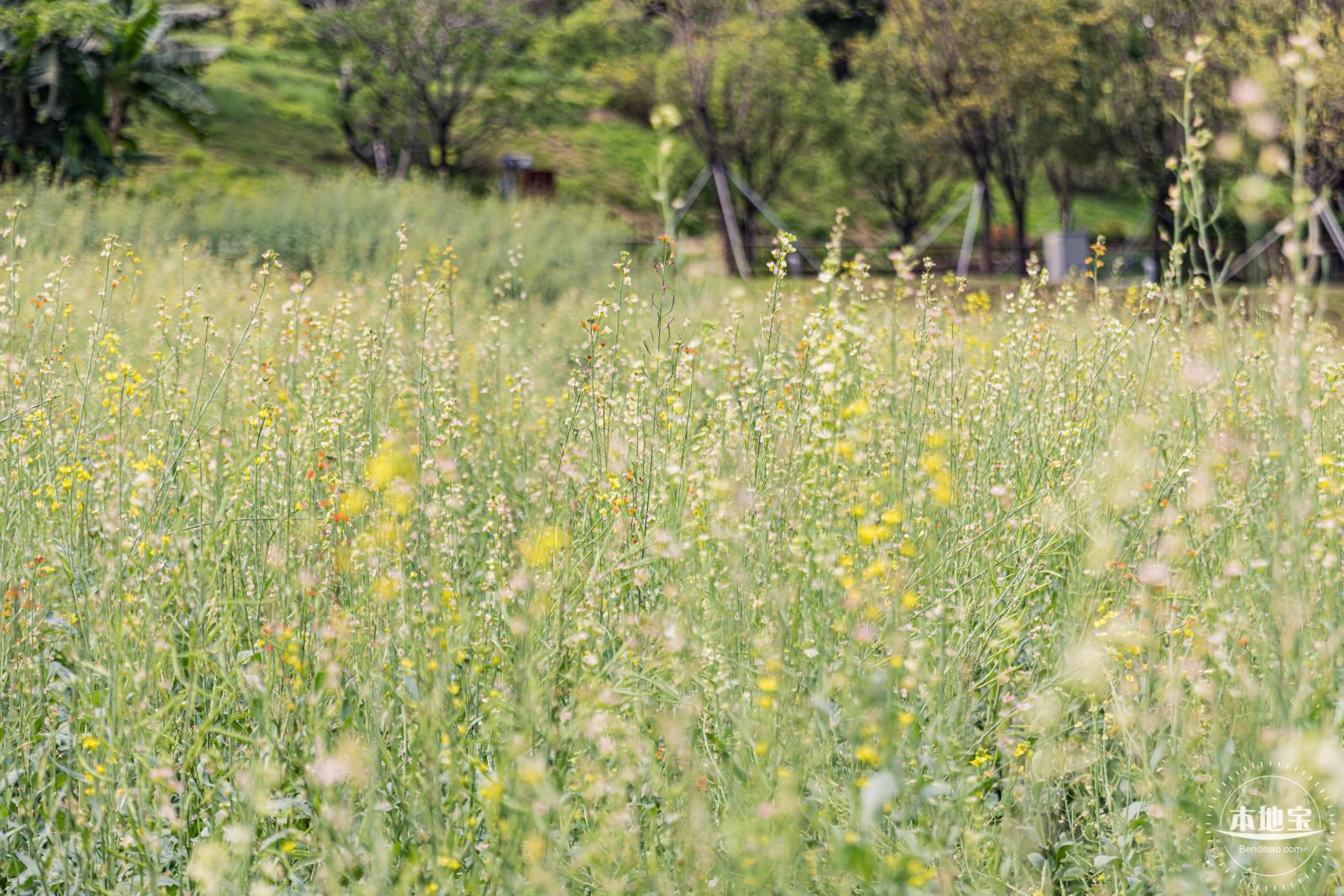 西丽生态公园油菜花