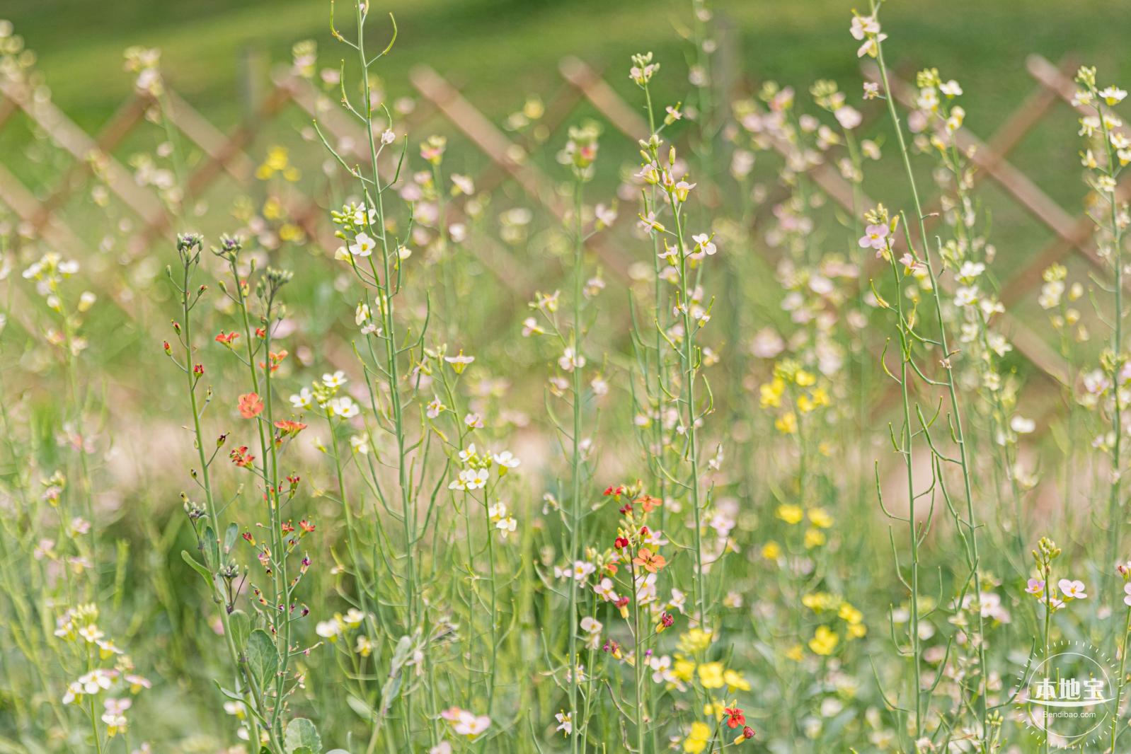 西丽生态公园油菜花