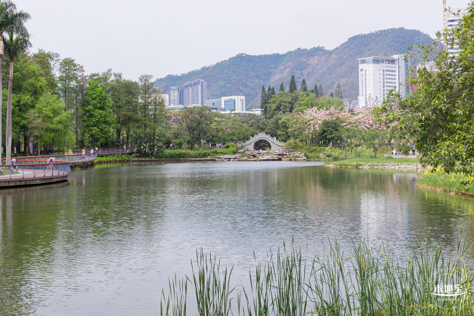 四海公园花旗木