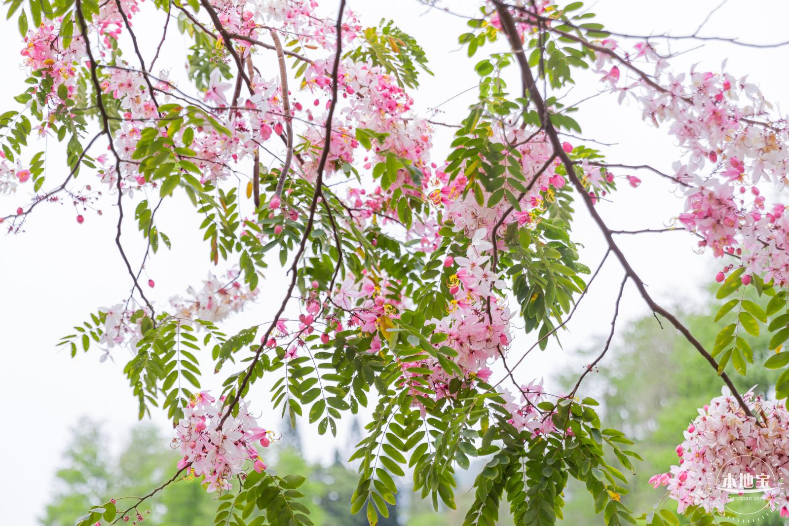 四海公园花旗木
