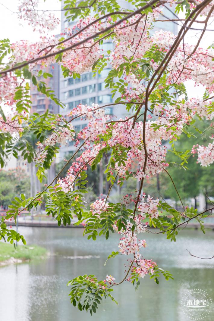 四海公园花旗木