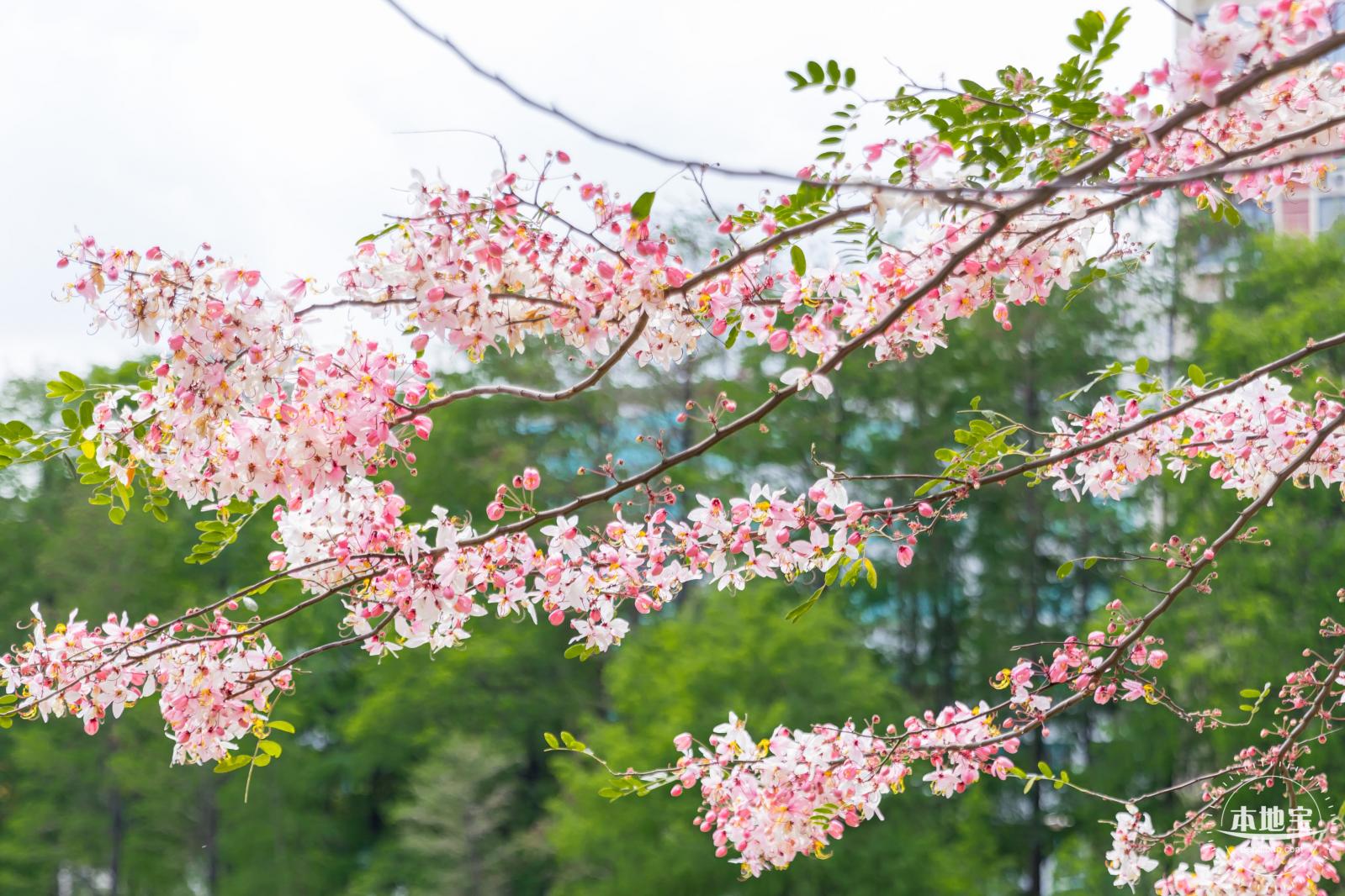 四海公园花旗木