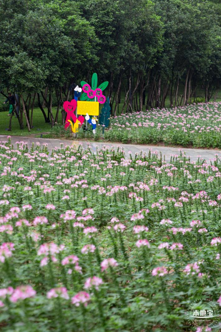 市民中心醉蝶花