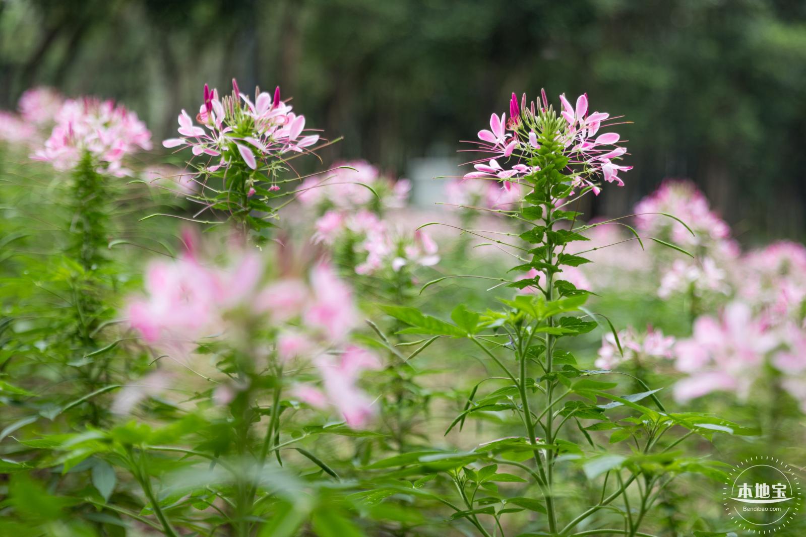 市民中心醉蝶花
