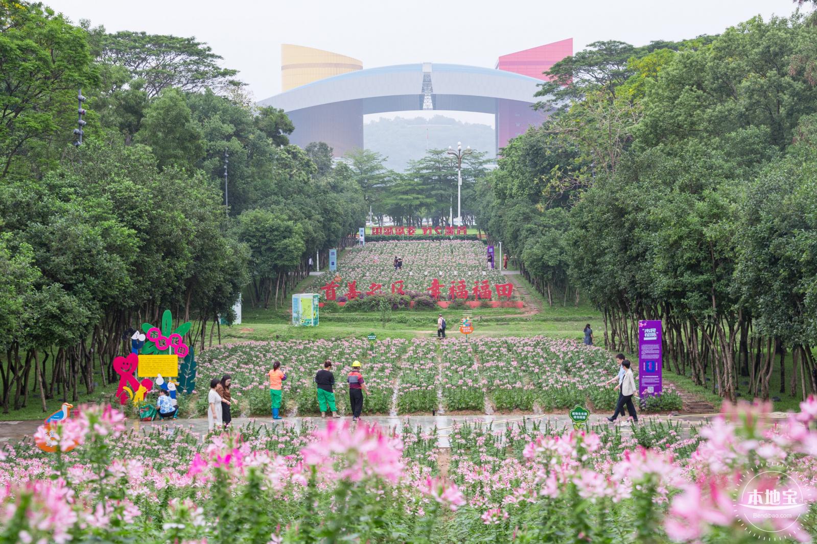 市民中心醉蝶花