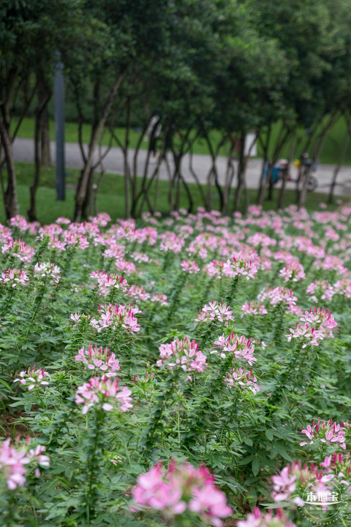 市民中心醉蝶花