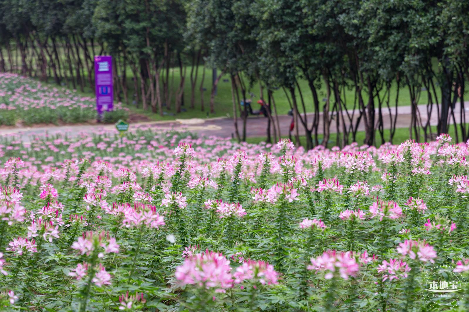 市民中心醉蝶花
