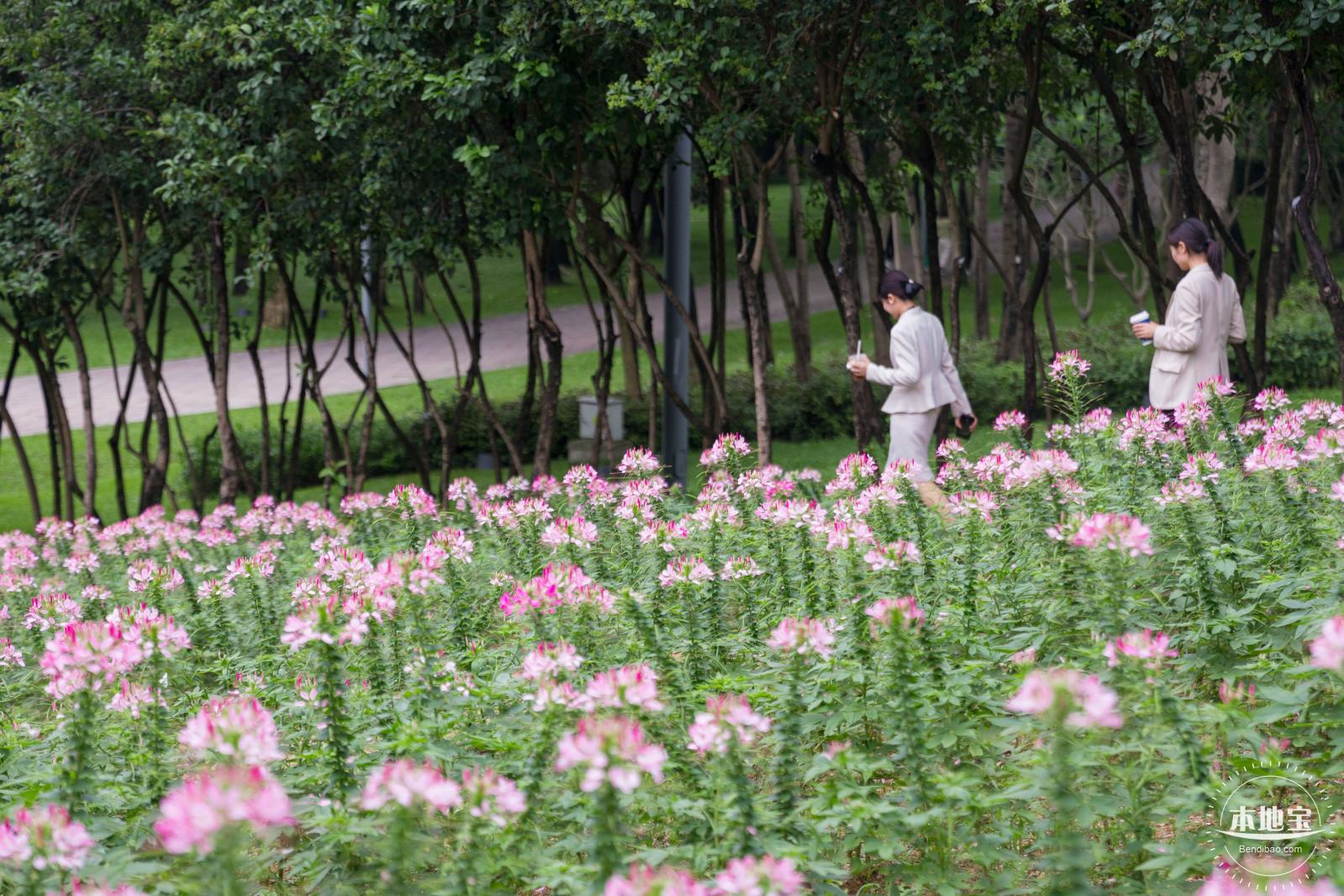 市民中心醉蝶花