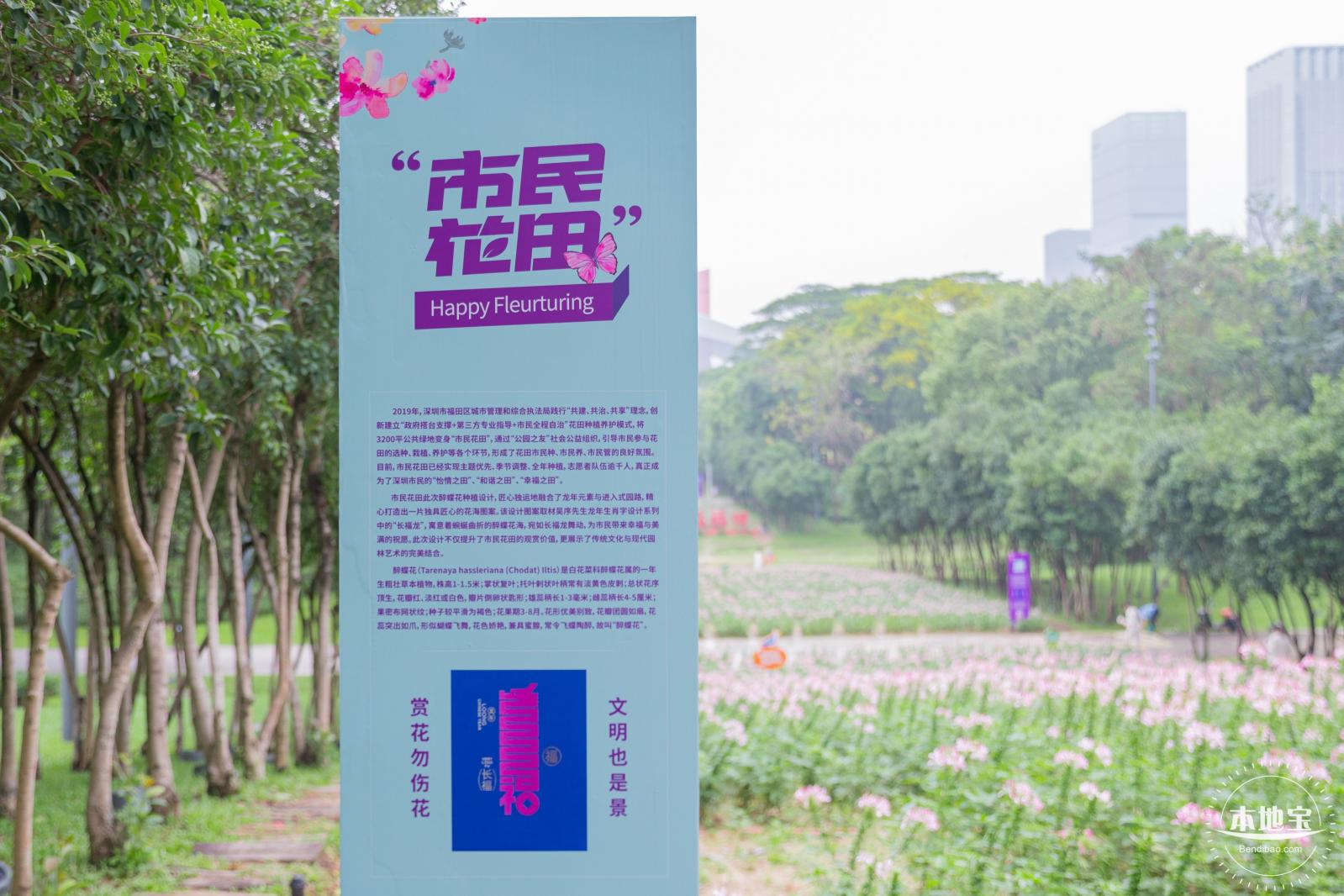 市民中心醉蝶花