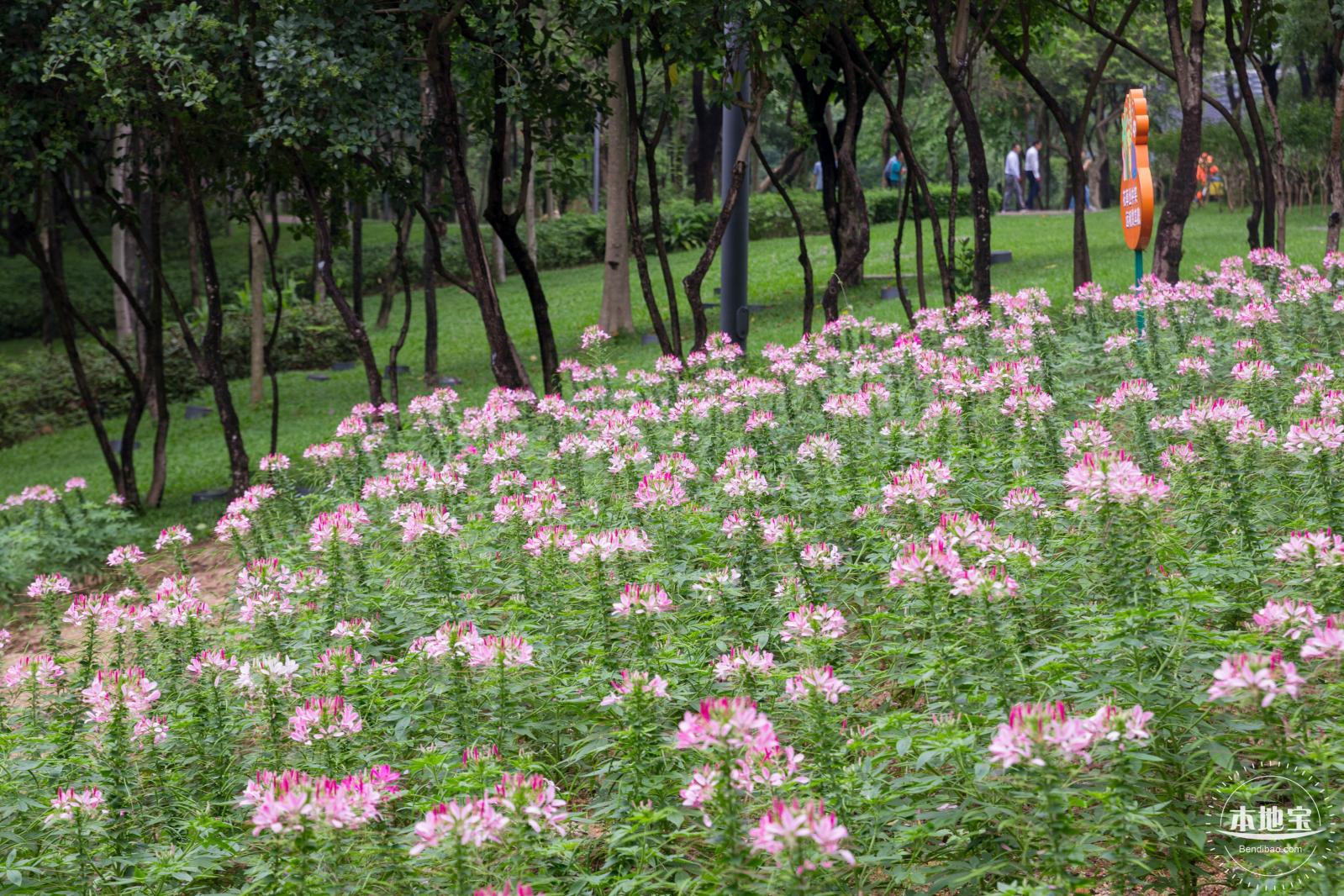 市民中心醉蝶花