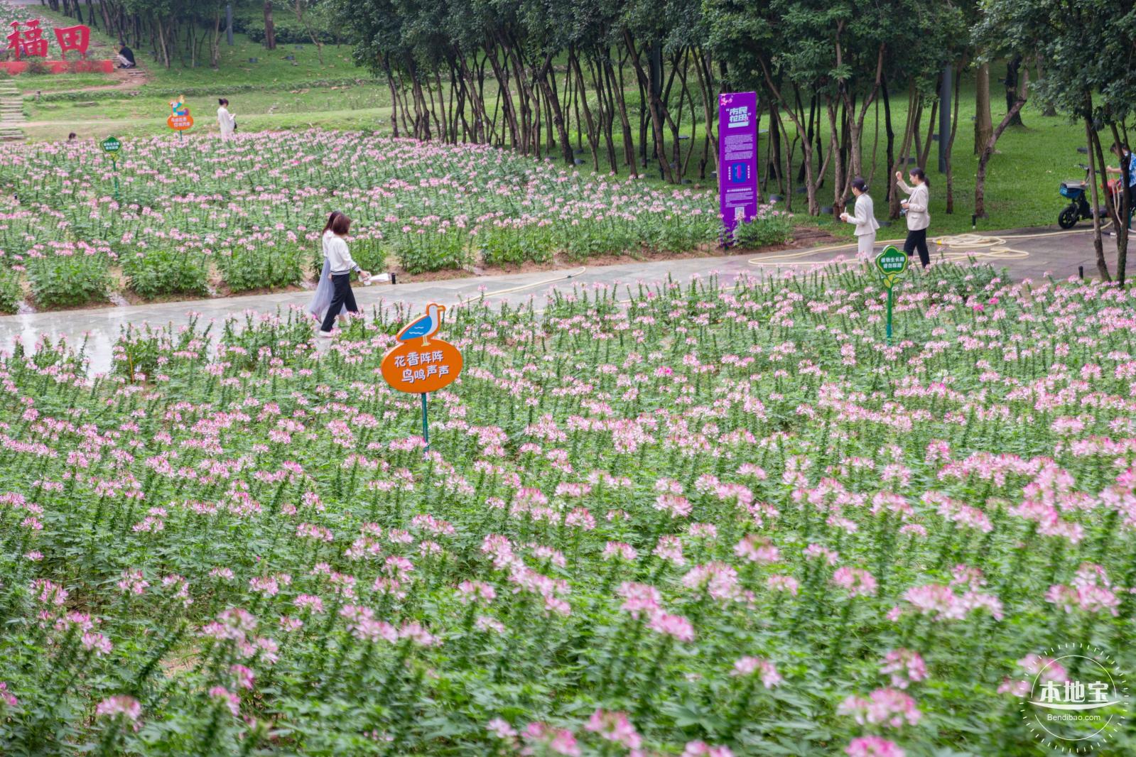 市民中心醉蝶花