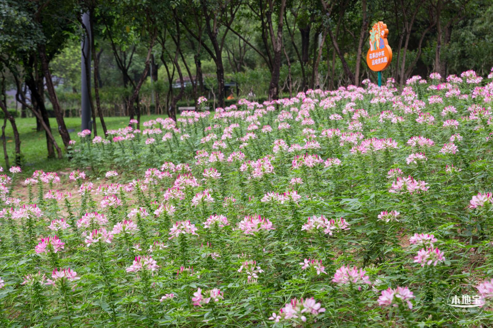 市民中心醉蝶花