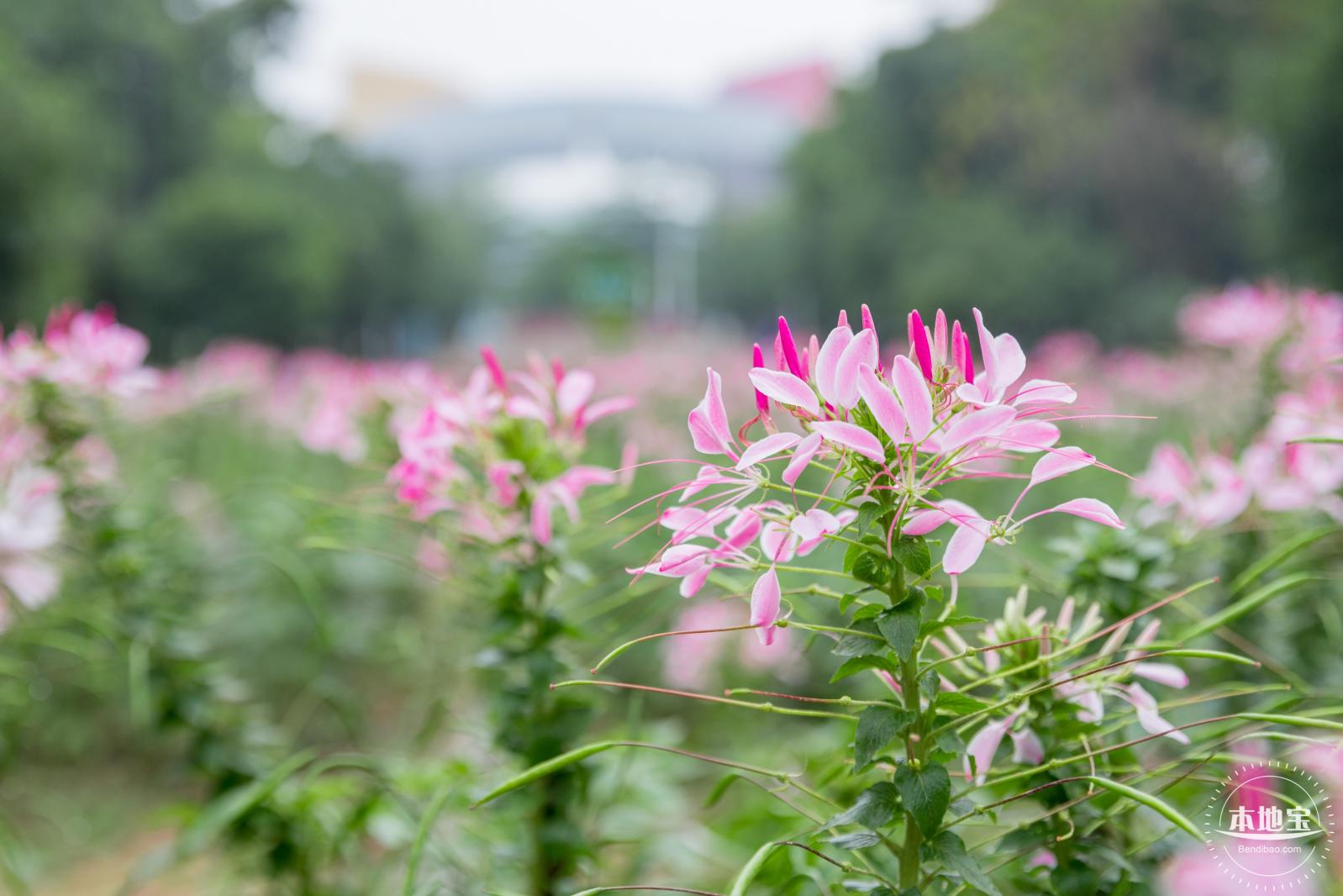 市民中心醉蝶花
