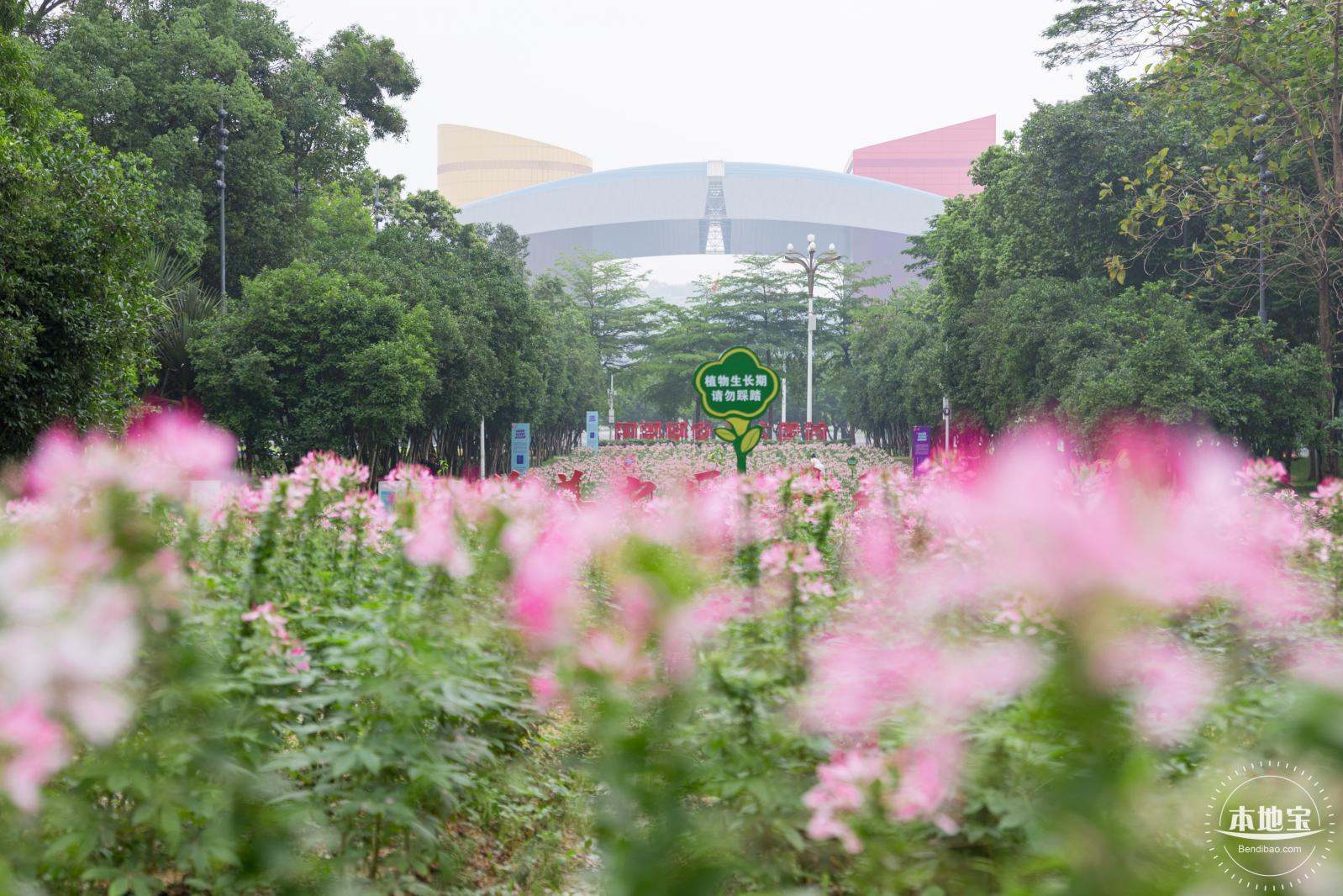 市民中心醉蝶花