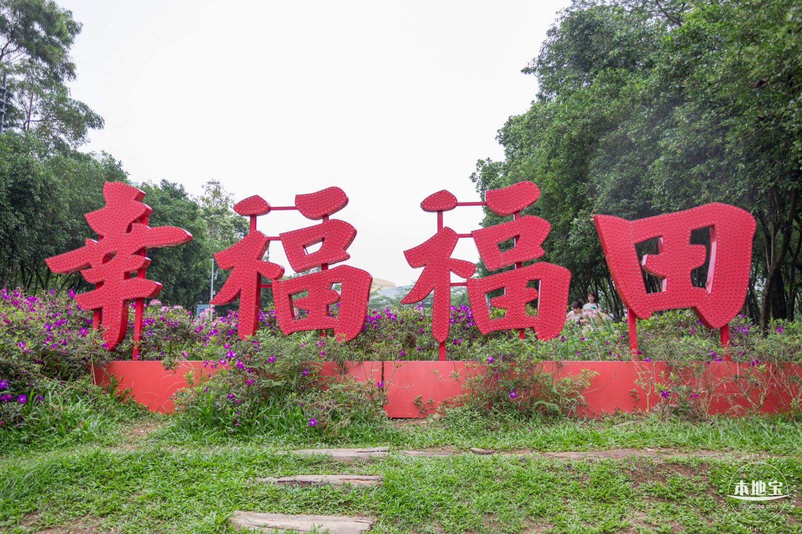 市民中心醉蝶花