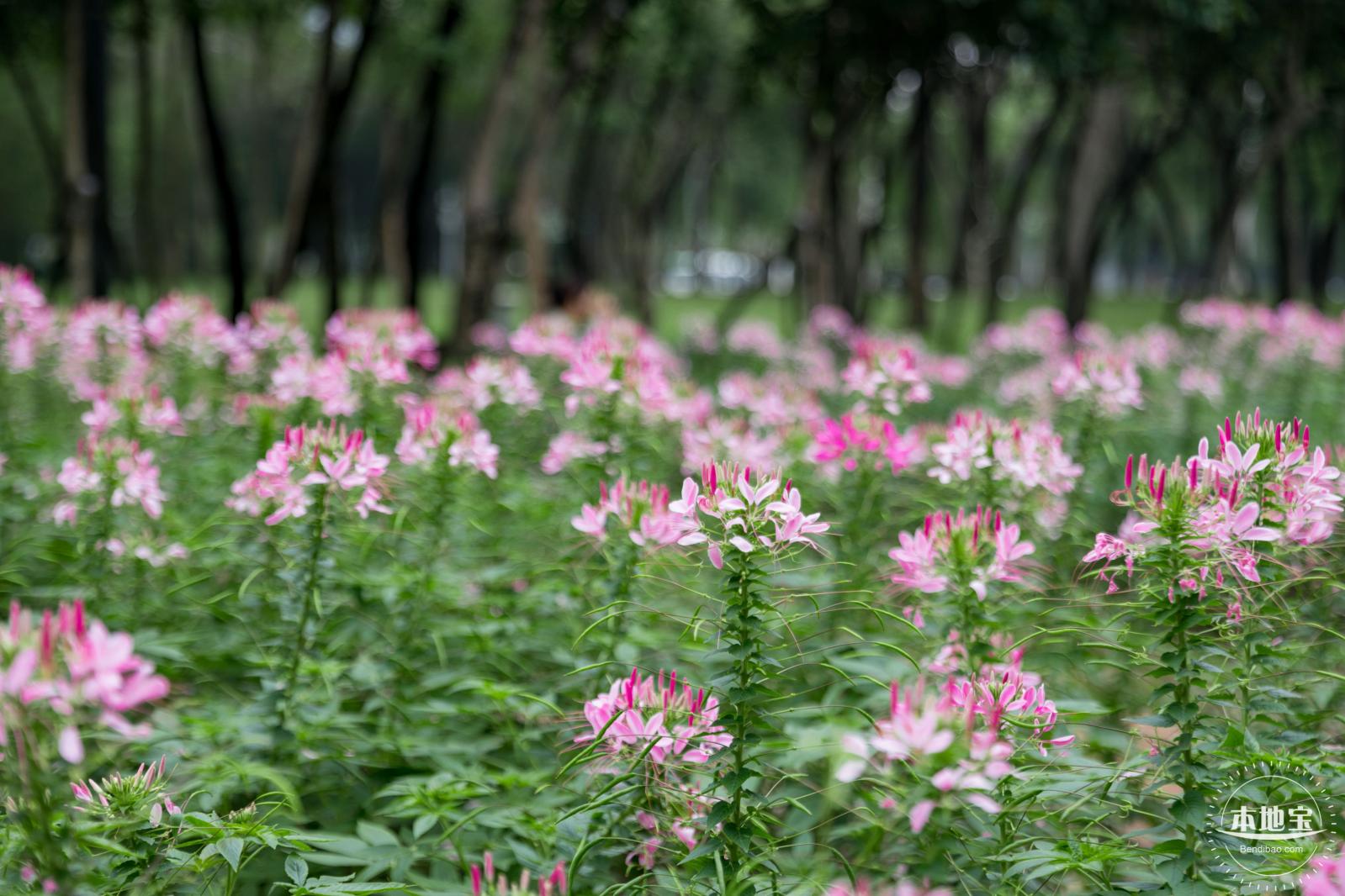 市民中心醉蝶花