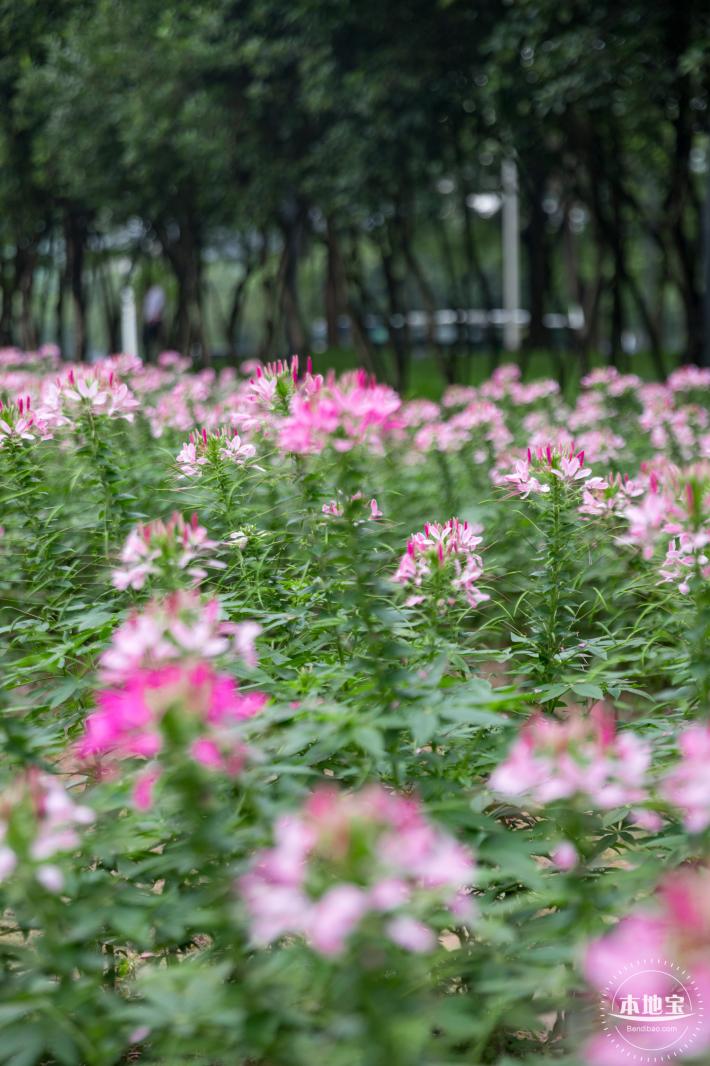 市民中心醉蝶花