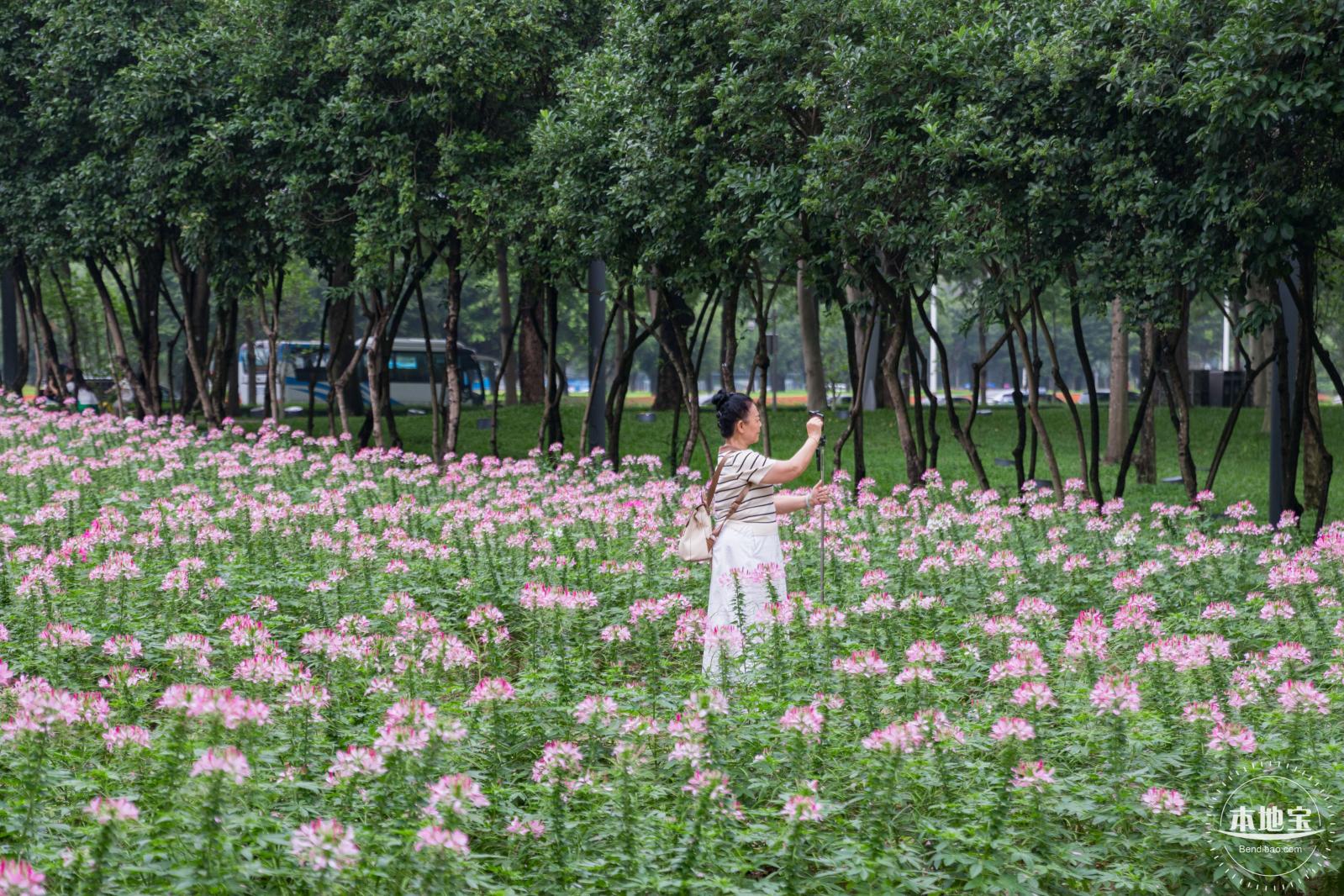 市民中心醉蝶花