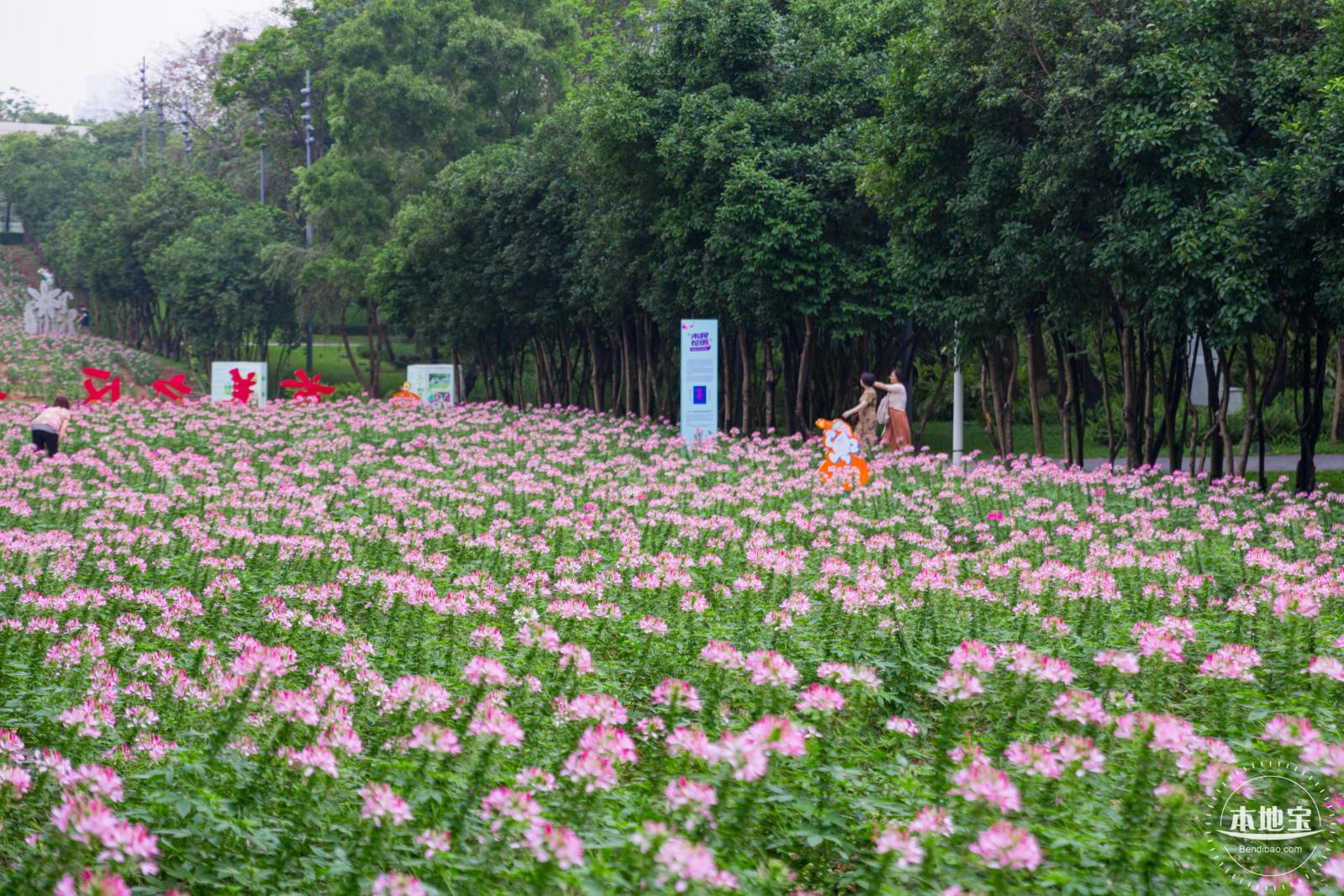 市民中心醉蝶花