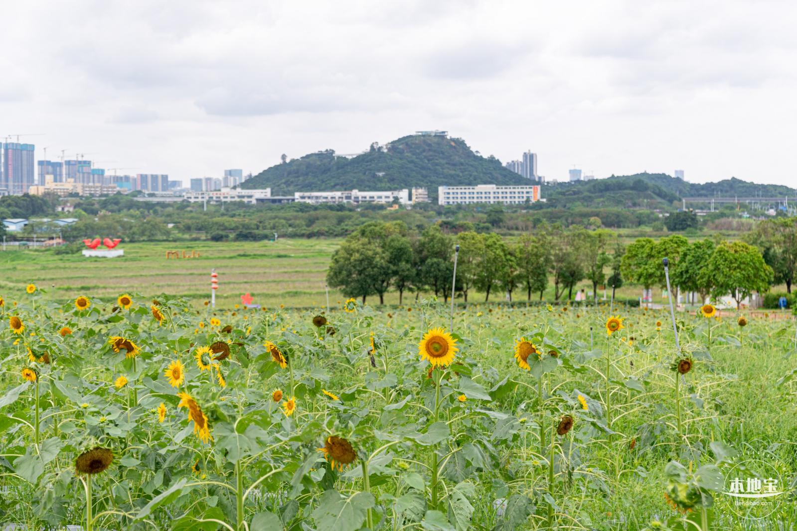 深圳光明向日葵