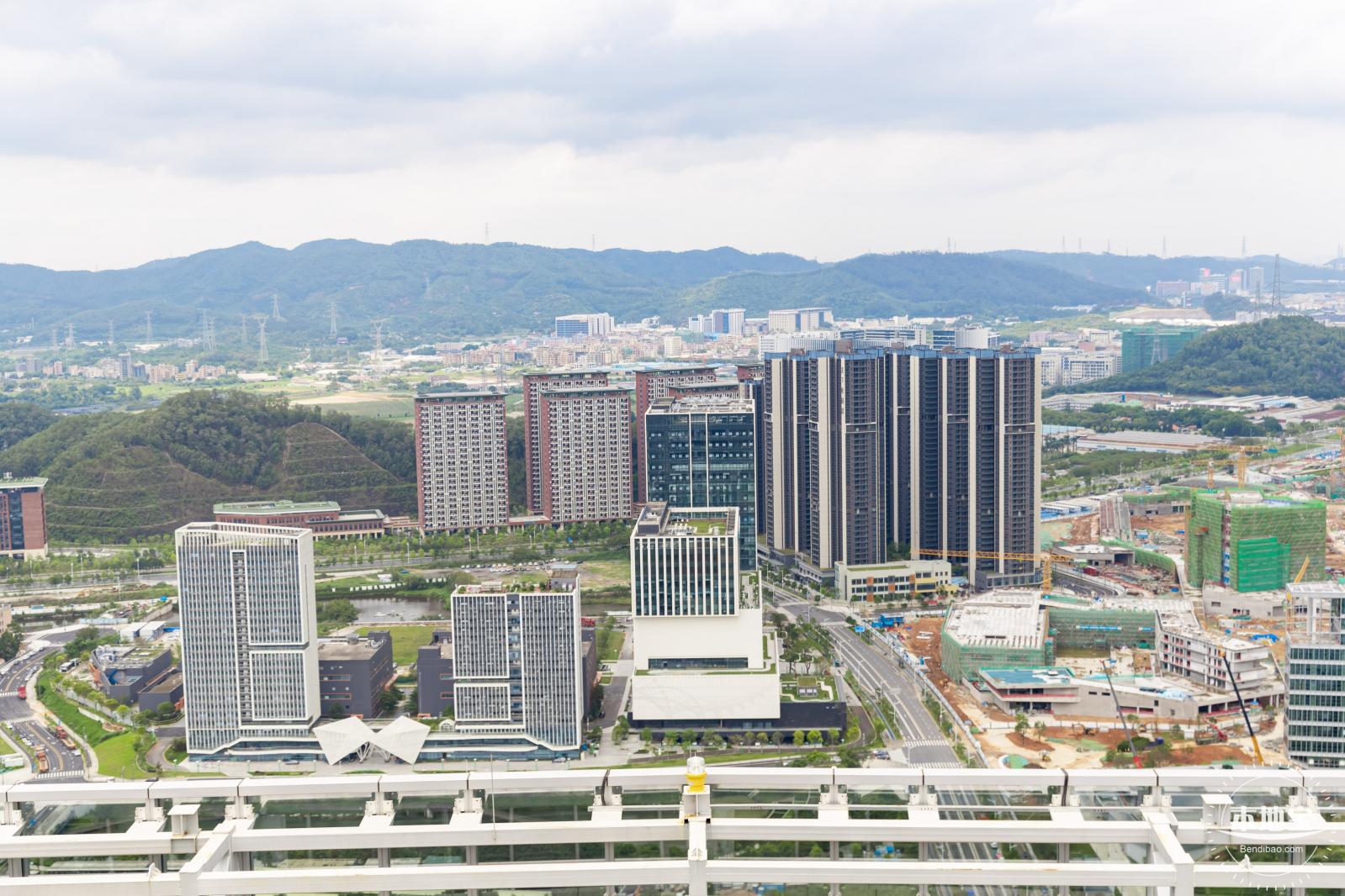 深圳光明向日葵