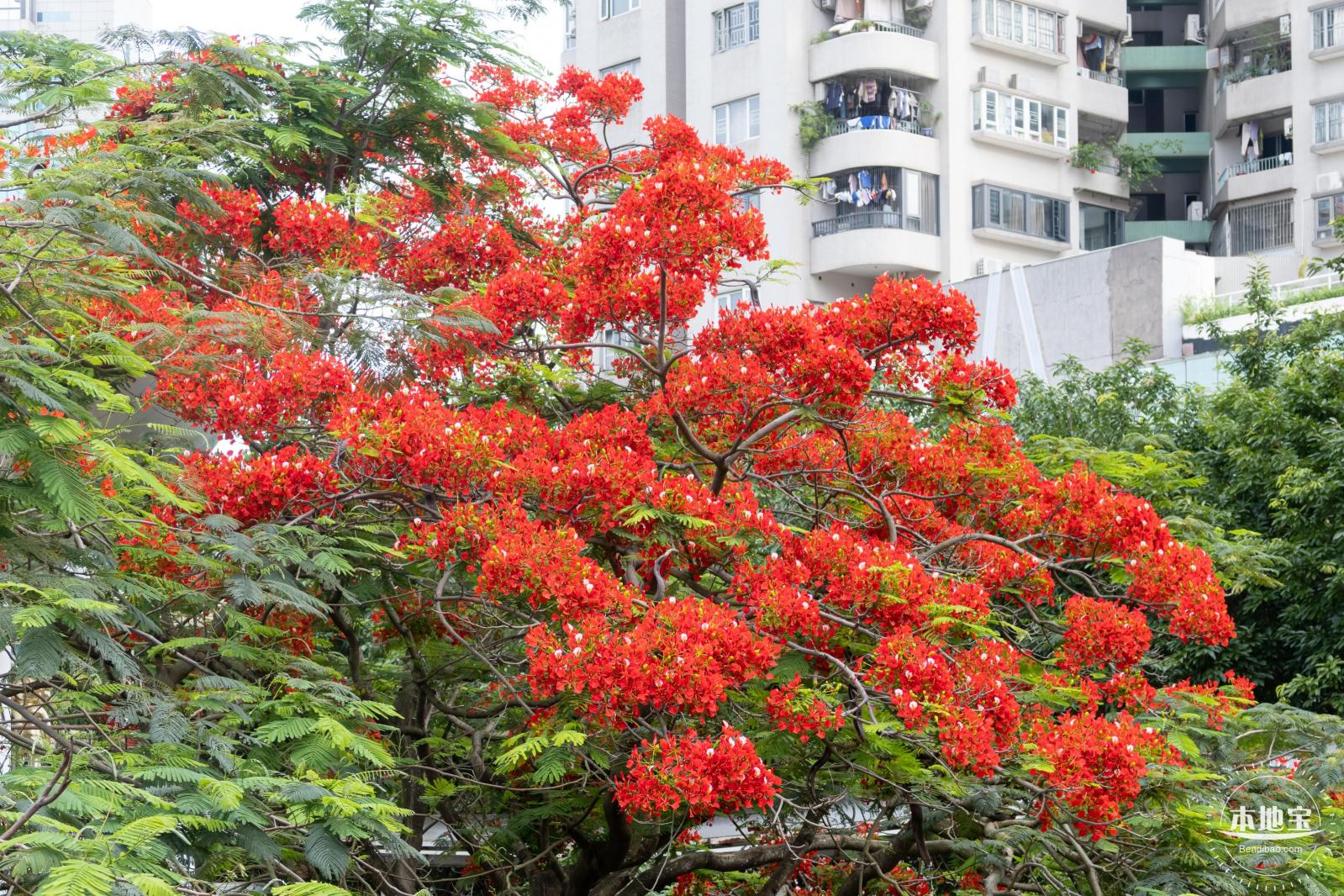 华侨城凤凰花