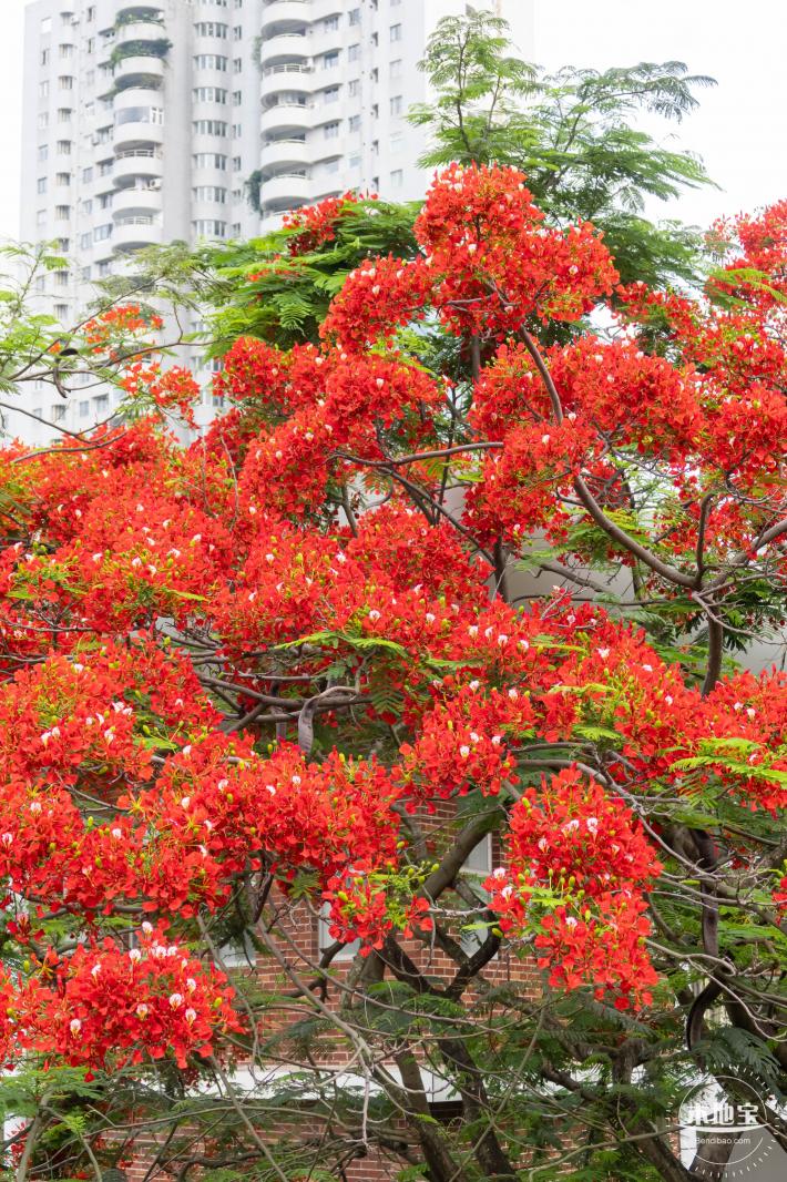 华侨城凤凰花