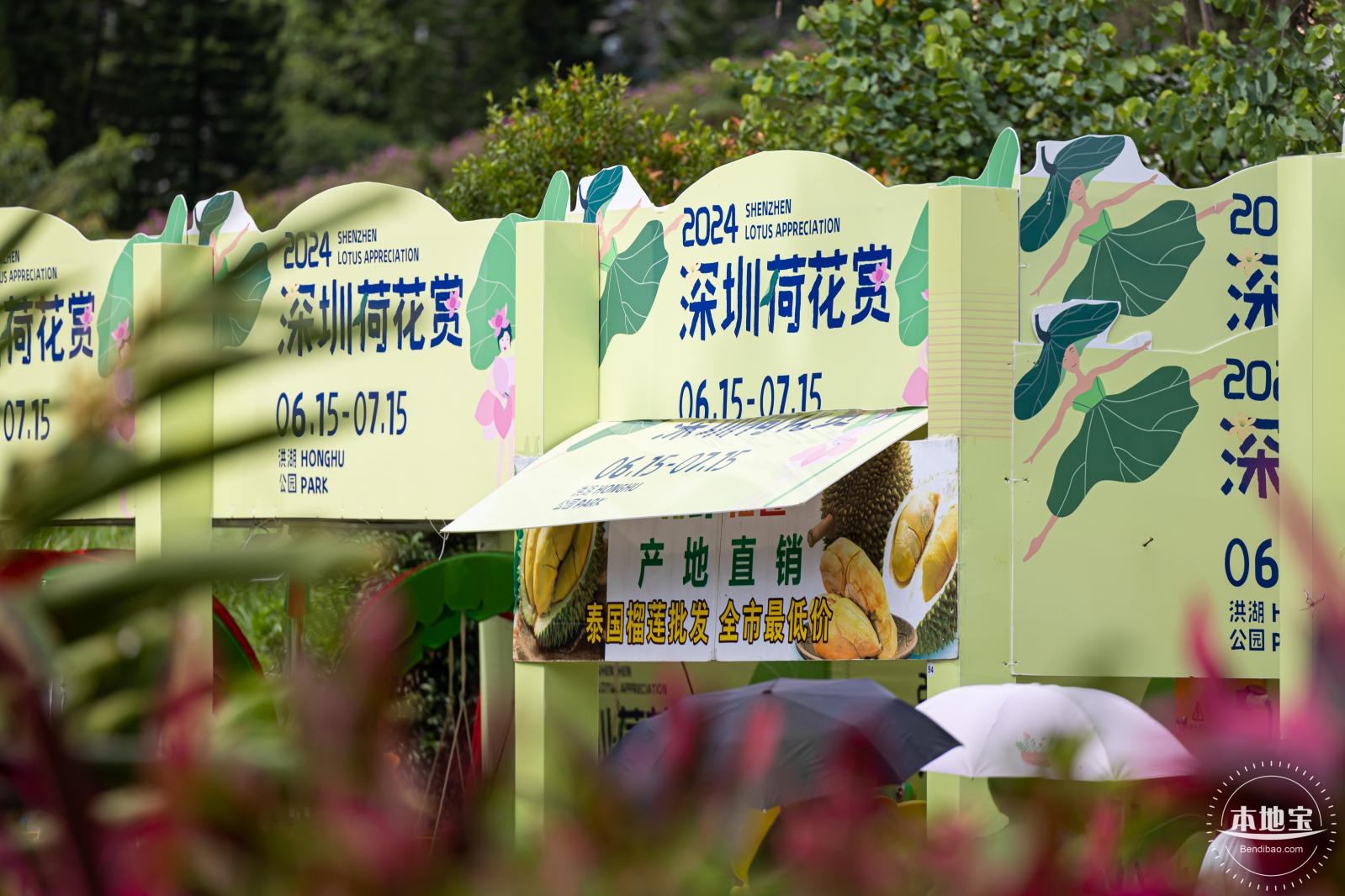 2024深圳荷花赏
