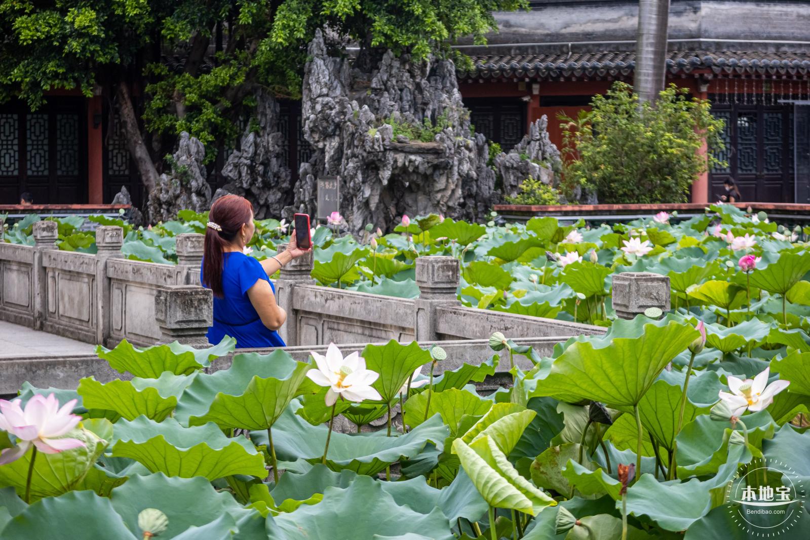 万景楼荷花池