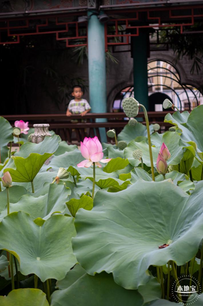 万景楼荷花池