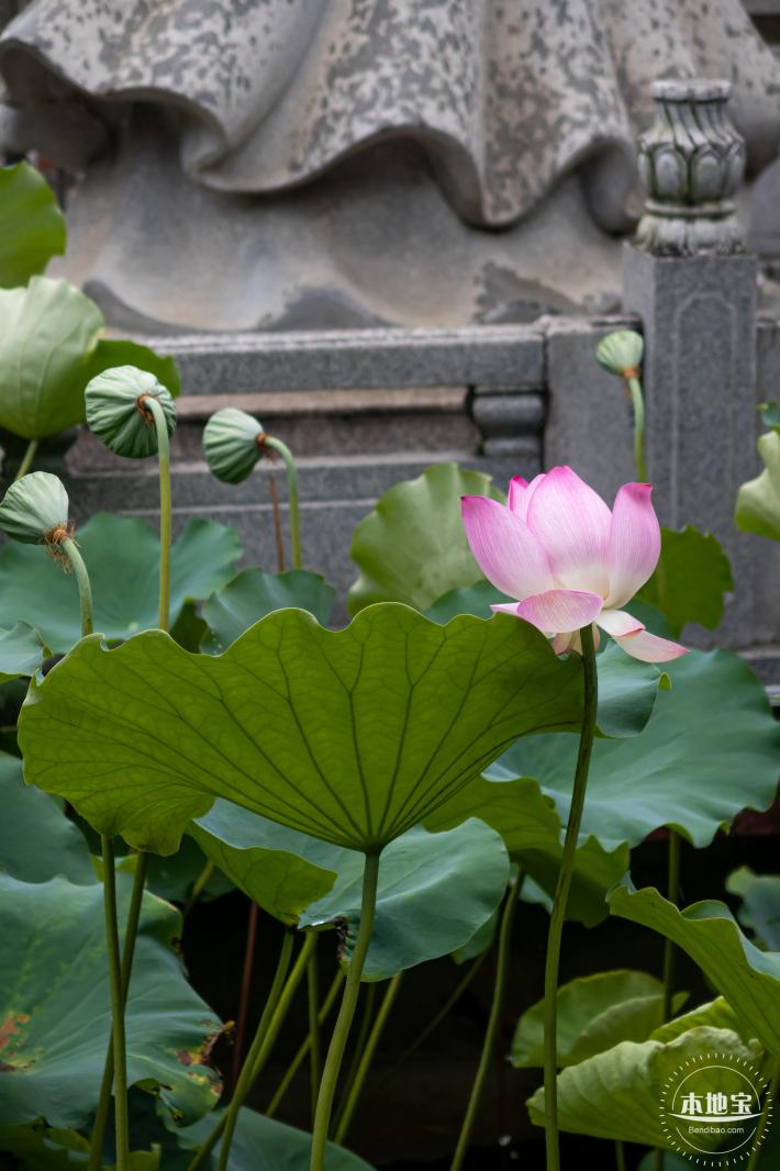 万景楼荷花池