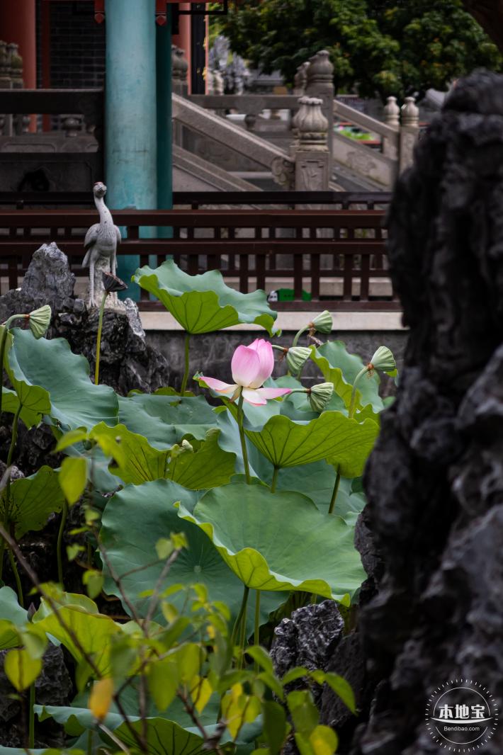 万景楼荷花池