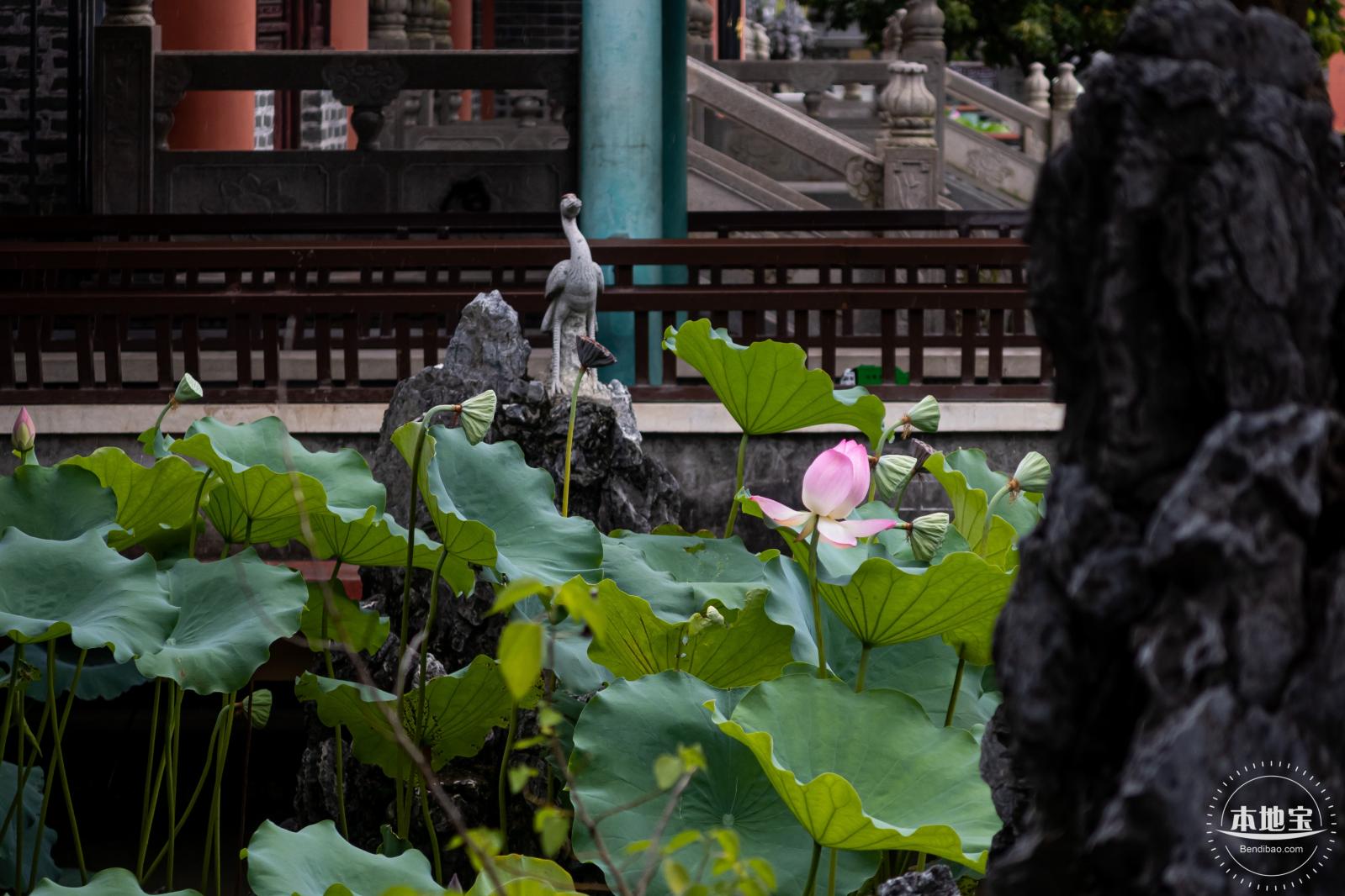 万景楼荷花池