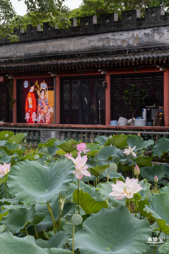 万景楼荷花池