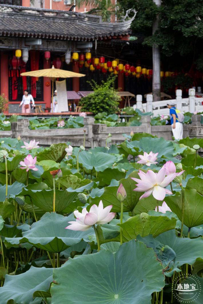 万景楼荷花池