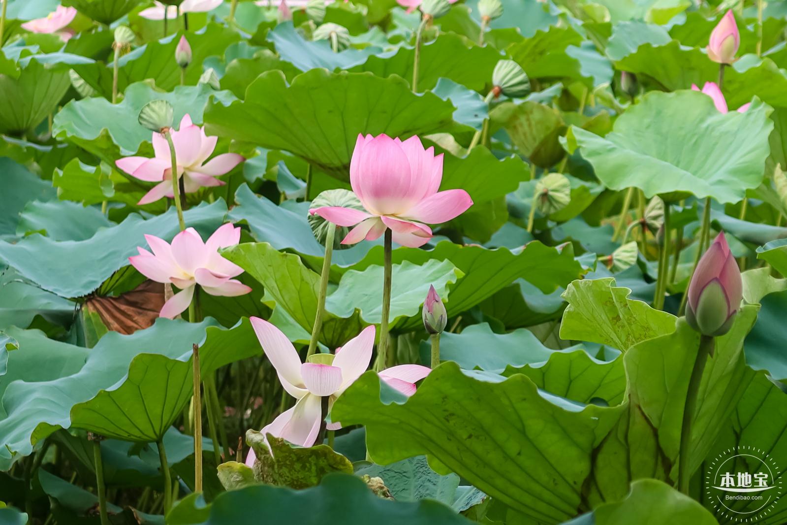 万景楼荷花池