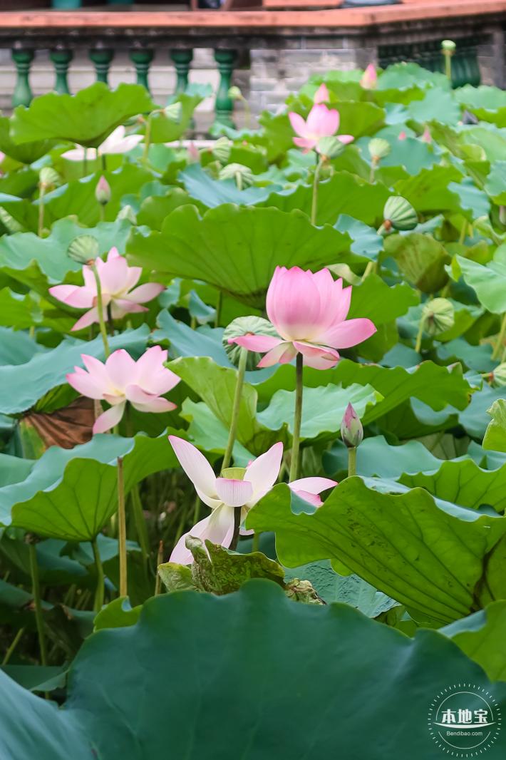 万景楼荷花池