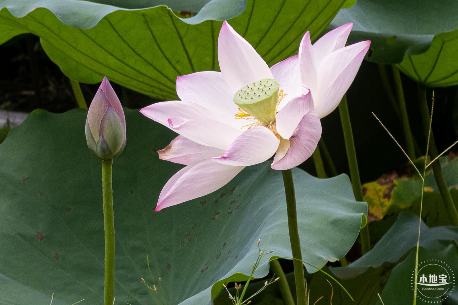 万景楼荷花池