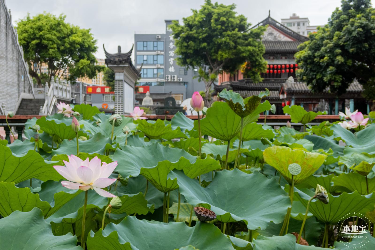 万景楼荷花池