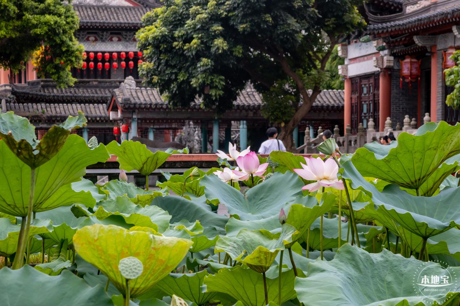 万景楼荷花池