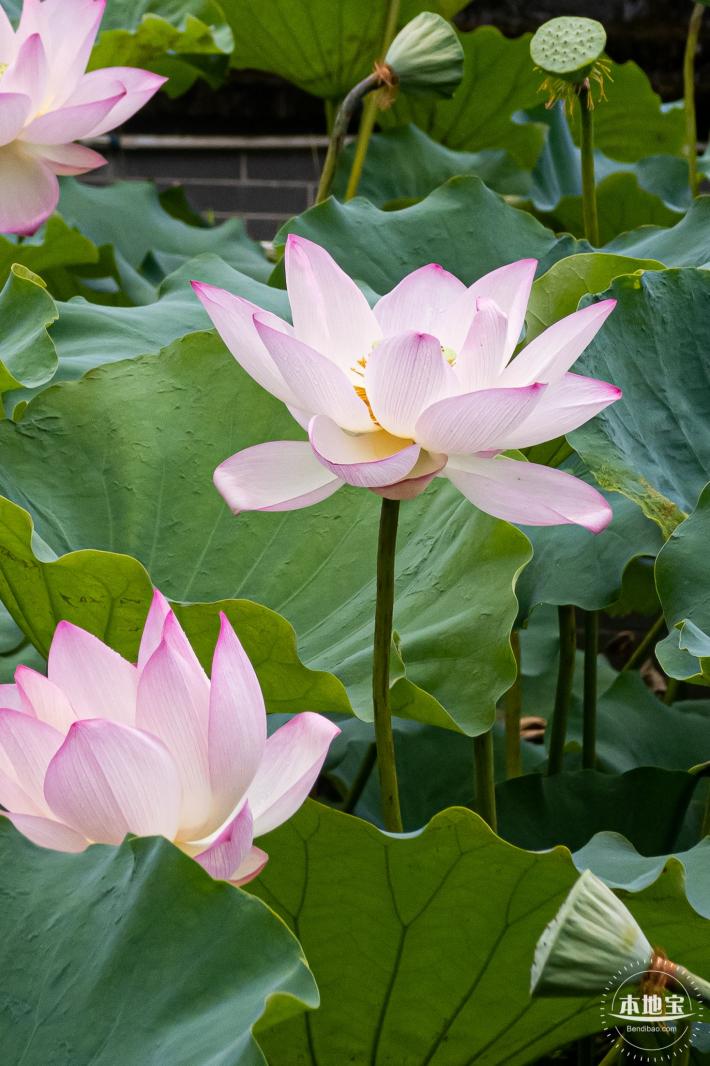 万景楼荷花池