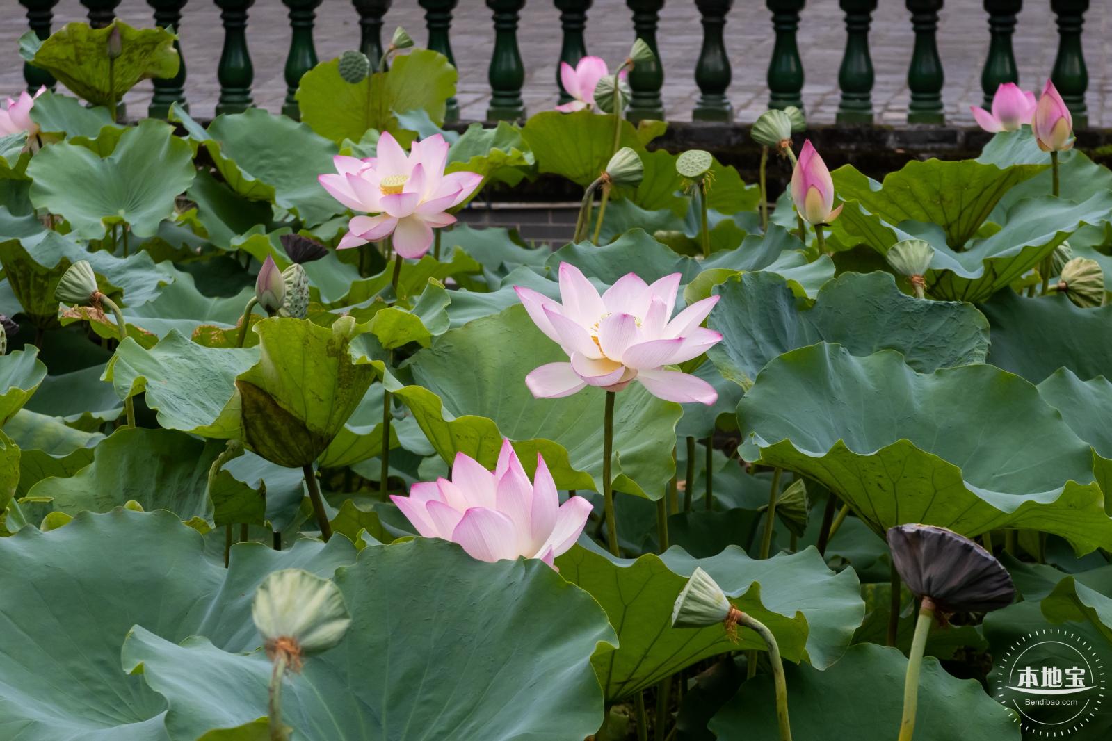 万景楼荷花池