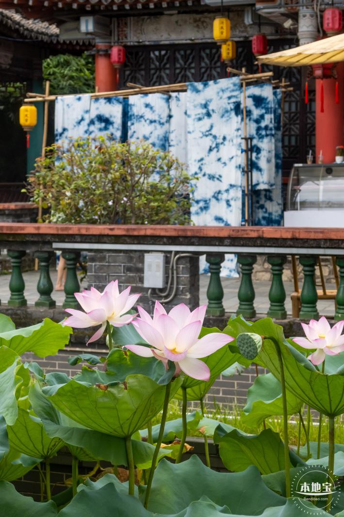万景楼荷花池