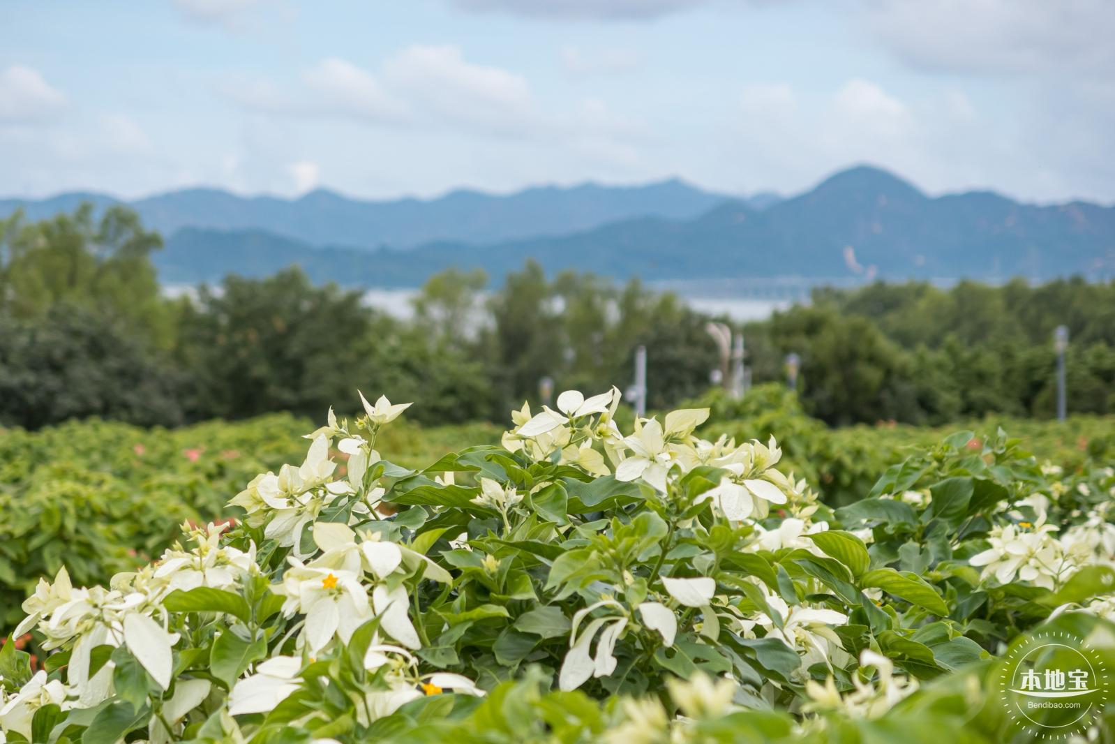流花山粉叶金花